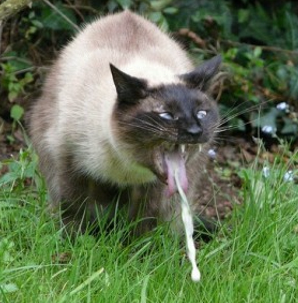 Western Rifle Shooters Association